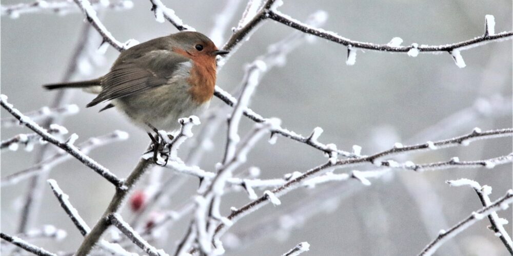 Wie kommen Vögel durch den Winter?