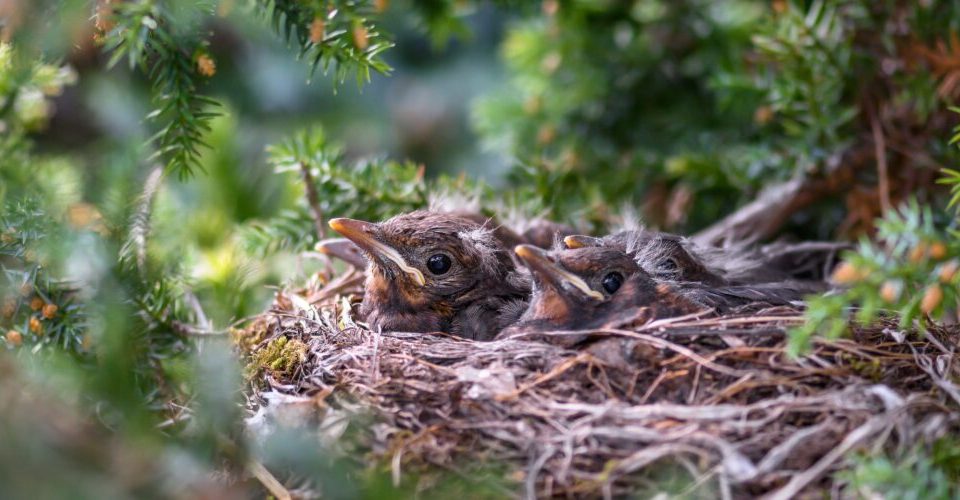 Welche Vögel sind Baumbrüter?