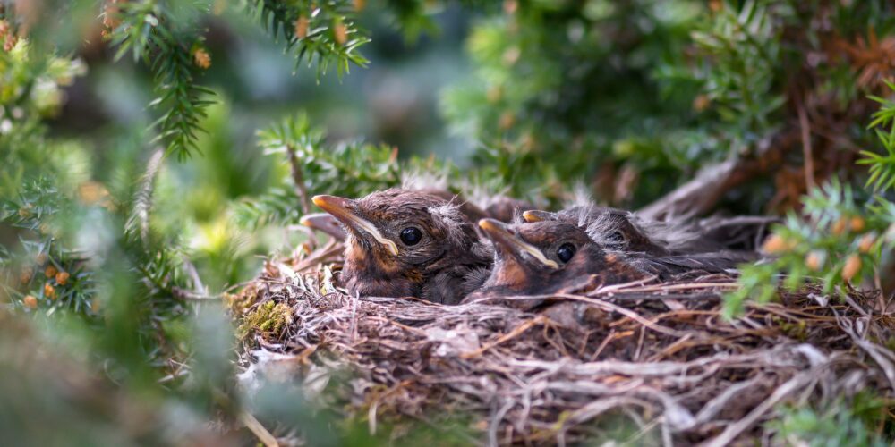 Welche Vögel sind Baumbrüter?