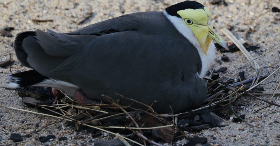 Welche Vögel sind Bodenbrüter?