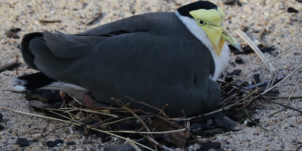 Welche Vögel sind Bodenbrüter?