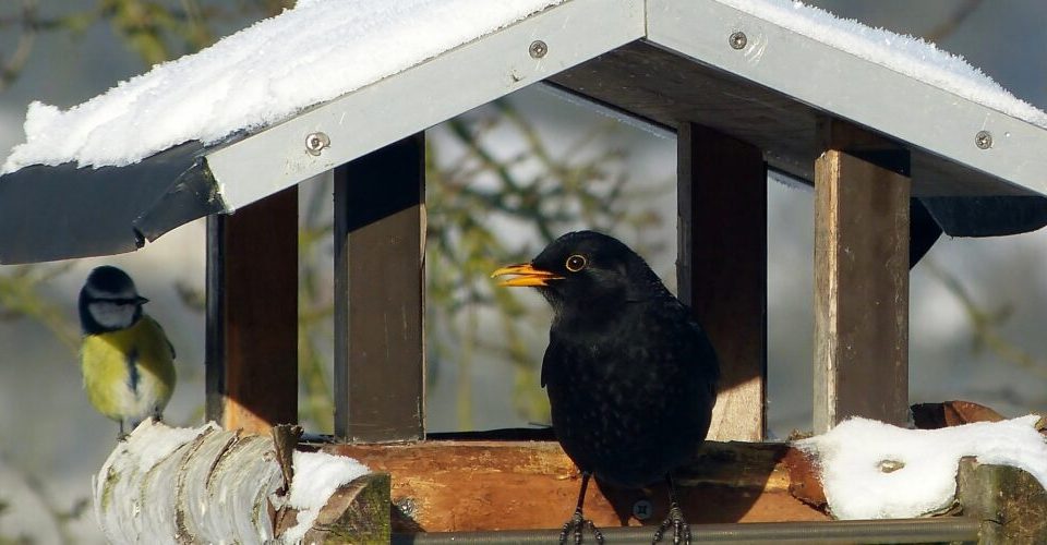 Wintervögel in Deutschland