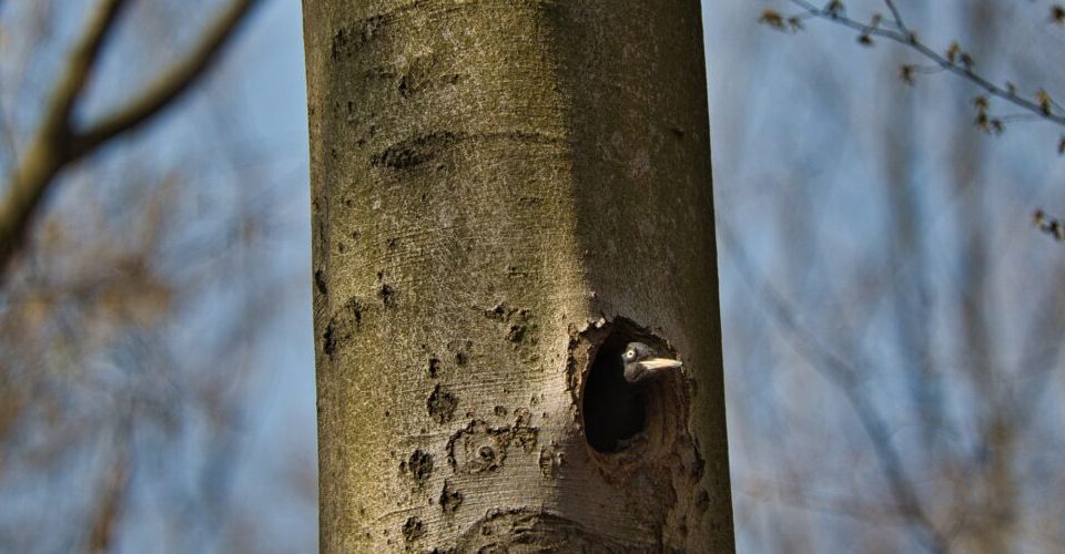 Welche Vögel sind Höhlenbrüter?