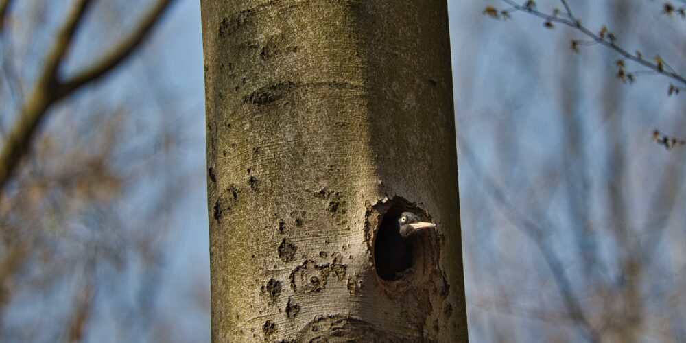 Welche Vögel sind Höhlenbrüter?