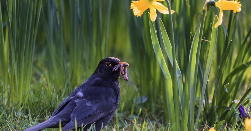 Wie können Vögel schmecken?