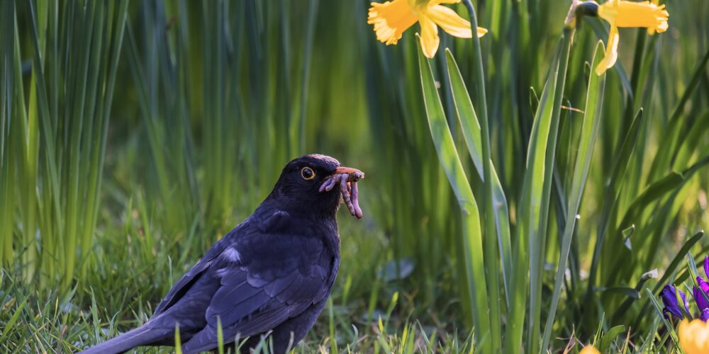 Wie können Vögel schmecken?