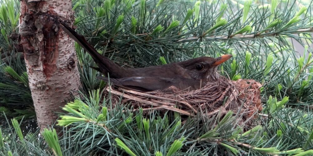 Wie verhalten sich heimische Vögel bei der Brut?