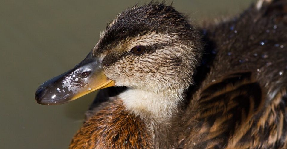 Wie riechen Vögel?