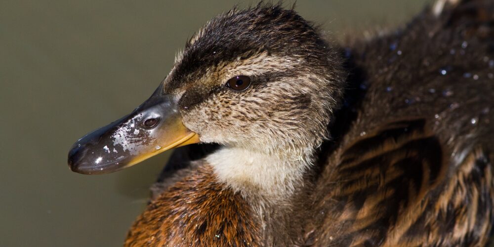 Wie riechen Vögel?