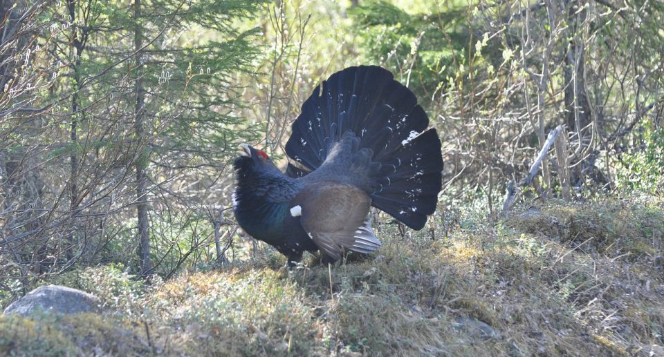 Das Auerhuhn – Bedrohtes Wappentier