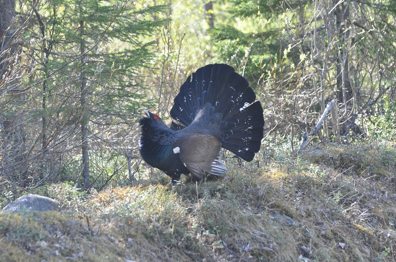 Das Auerhuhn – Bedrohtes Wappentier