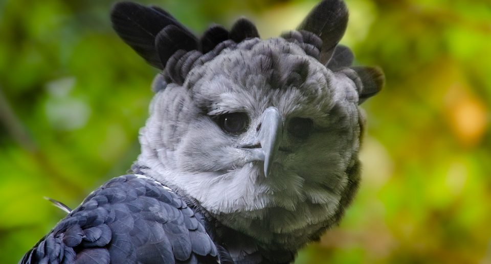 Die Harpyie – Mächtiger Greifvogel