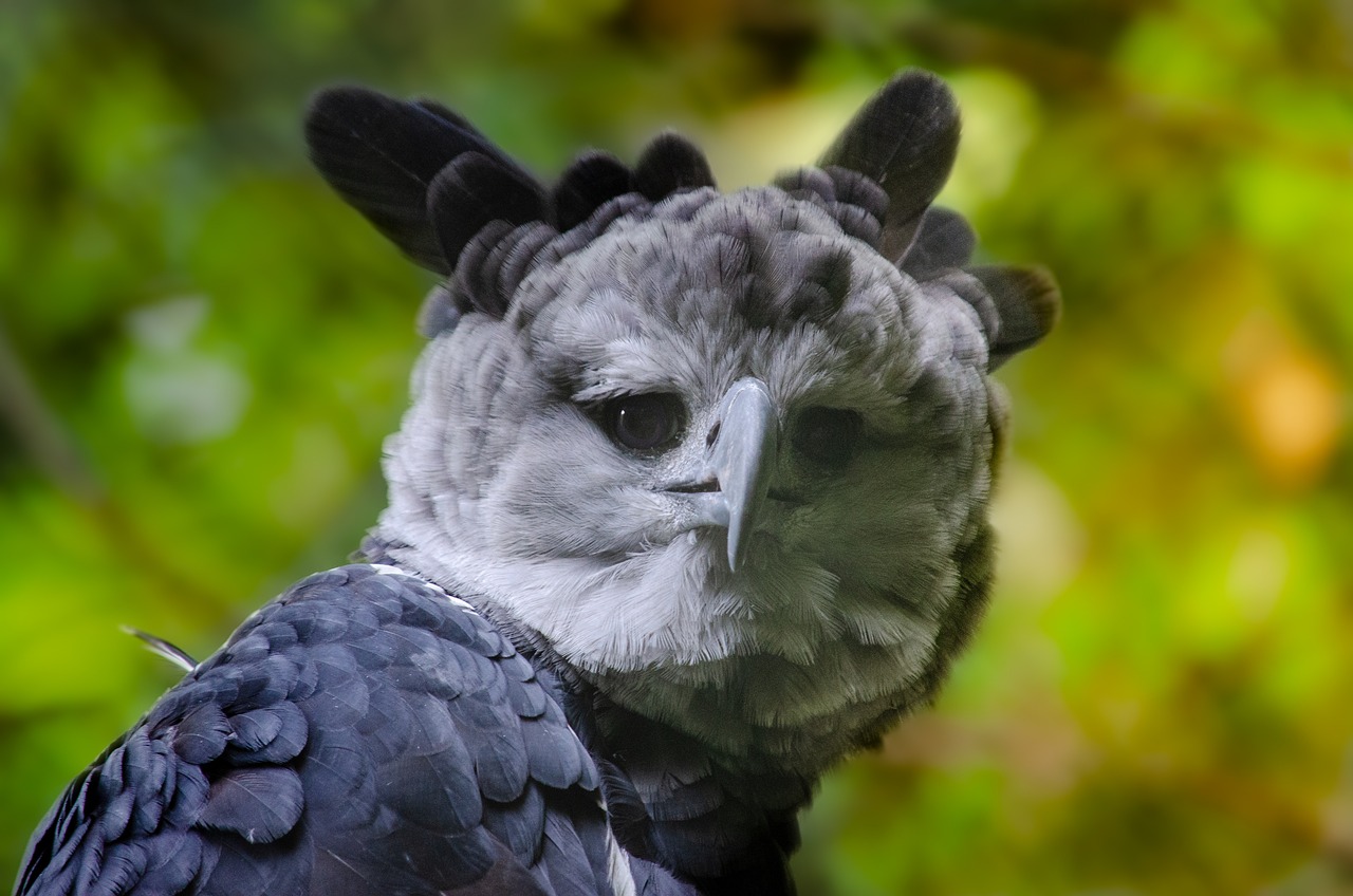 Die Harpyie – Mächtiger Greifvogel