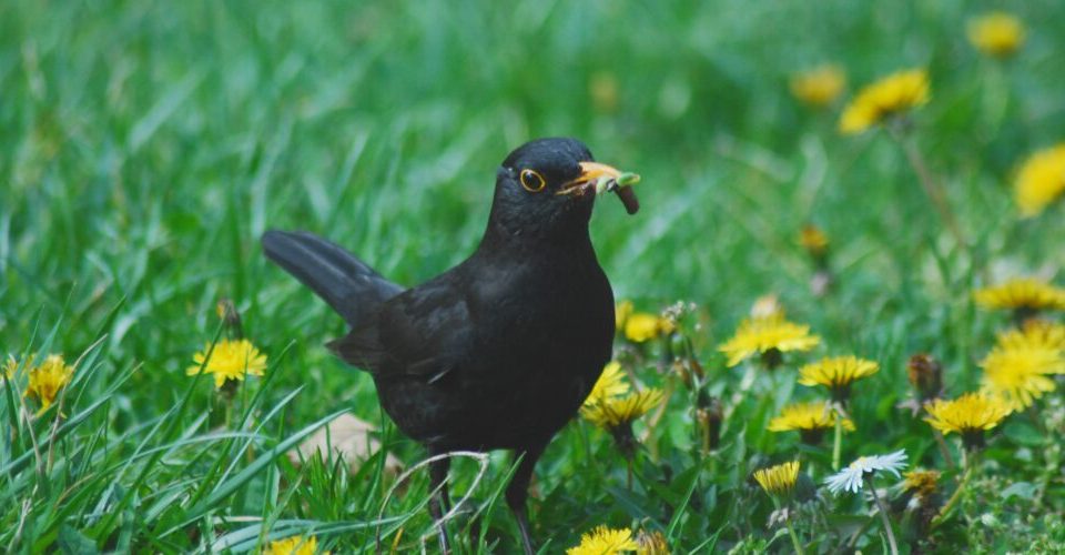 Was fressen Vögel?