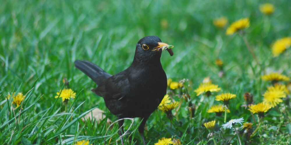 Was fressen Vögel?