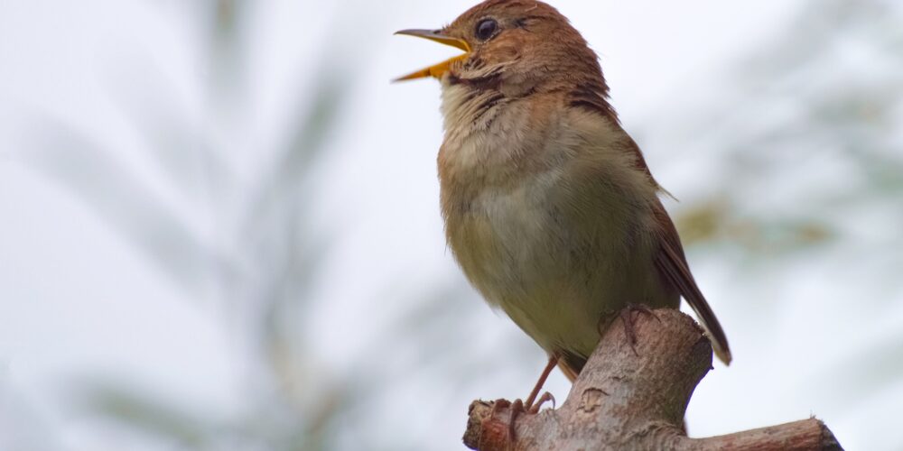 Singvögel – Gefiederte Sänger