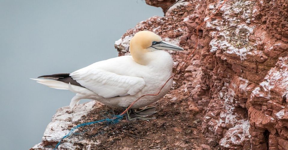 Welche Vögel sind Felsenbrüter?