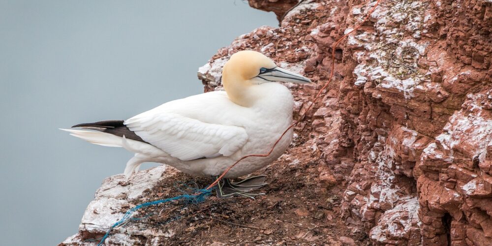 Welche Vögel sind Felsenbrüter?