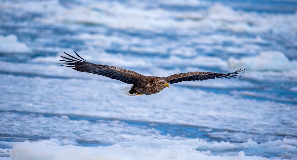 Die Vogelwelt in Grönland