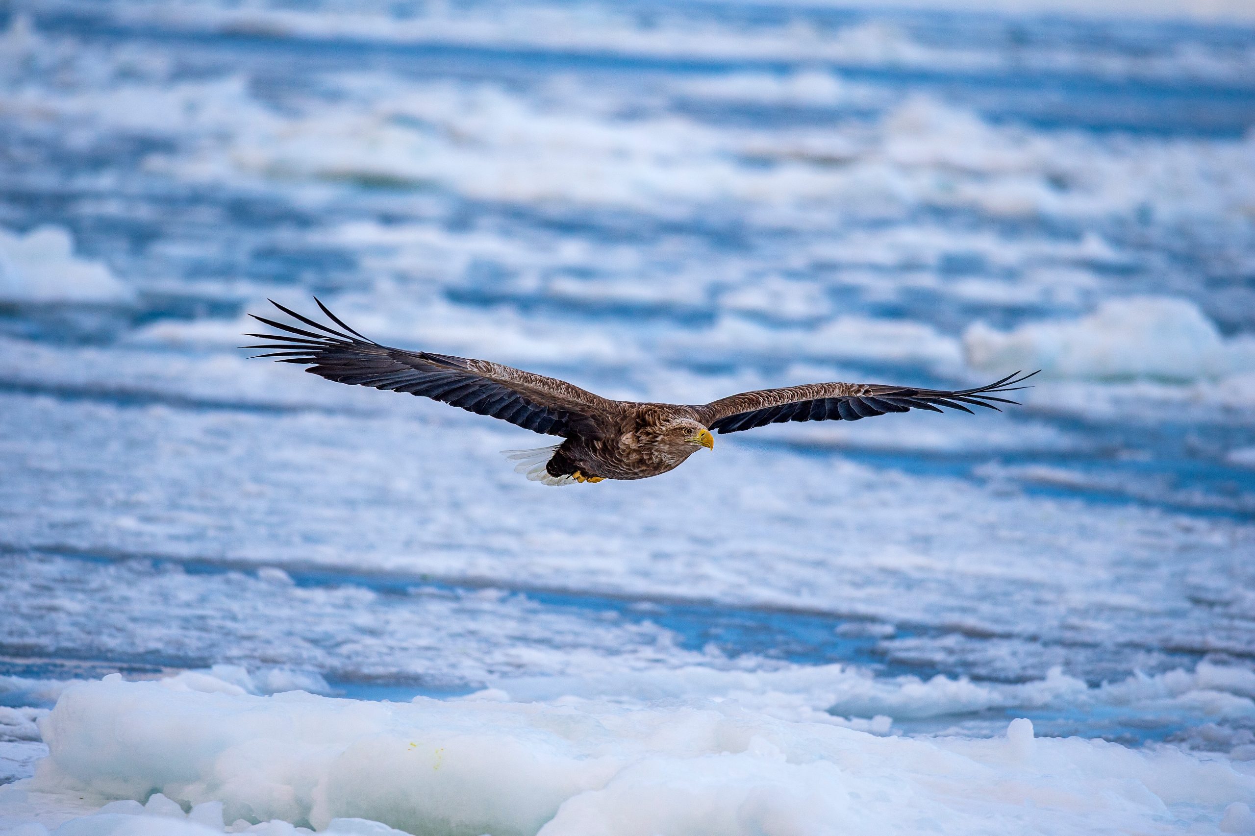 Die Vogelwelt in Grönland