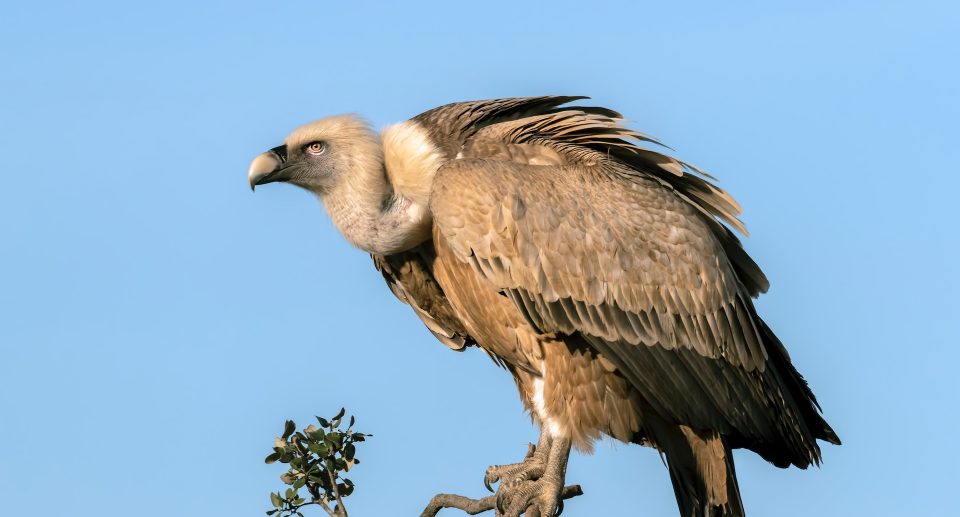 Bei dir piept’s wohl – Vögel in Redewendungen