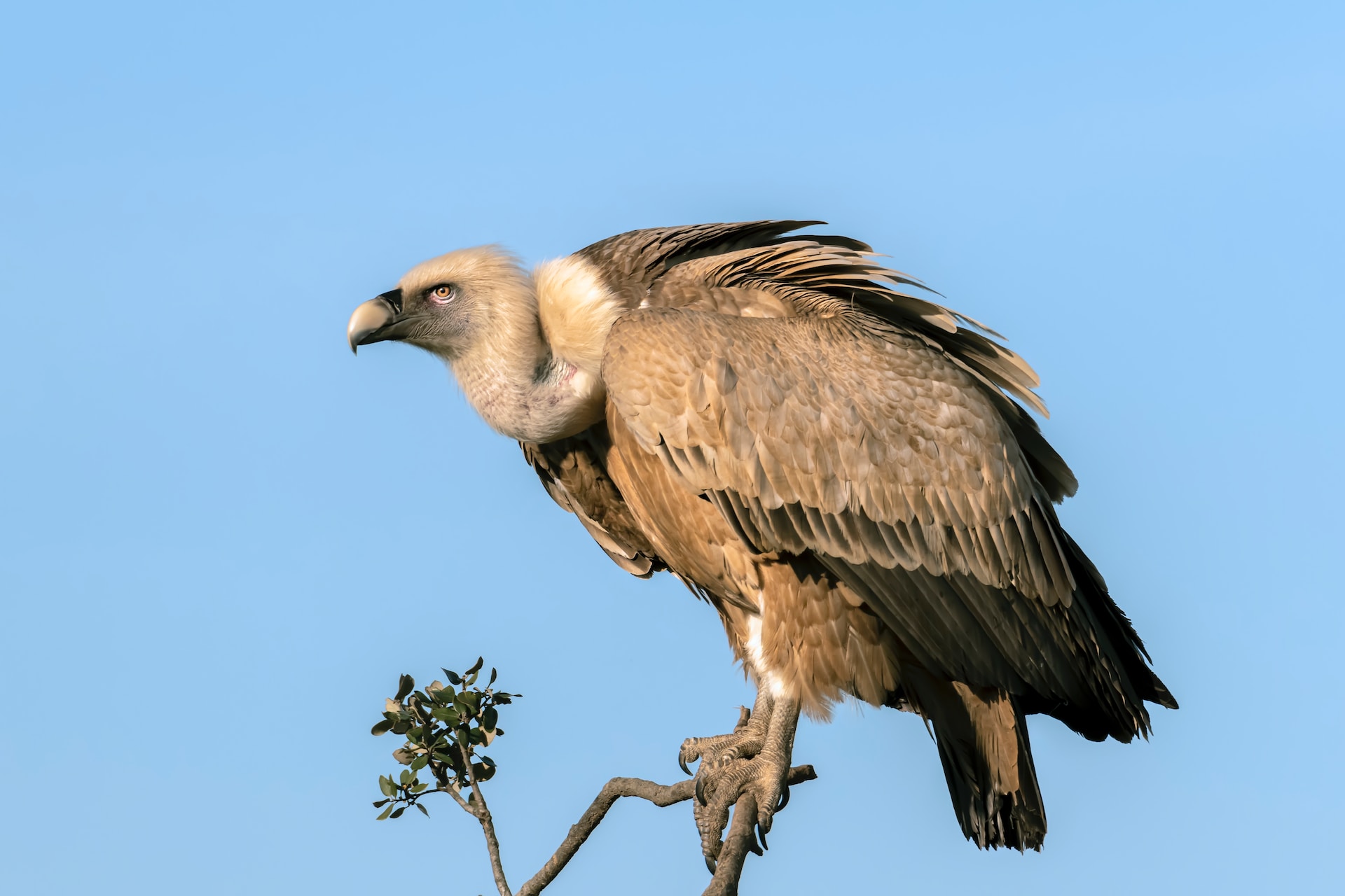 Bei dir piept’s wohl – Vögel in Redewendungen