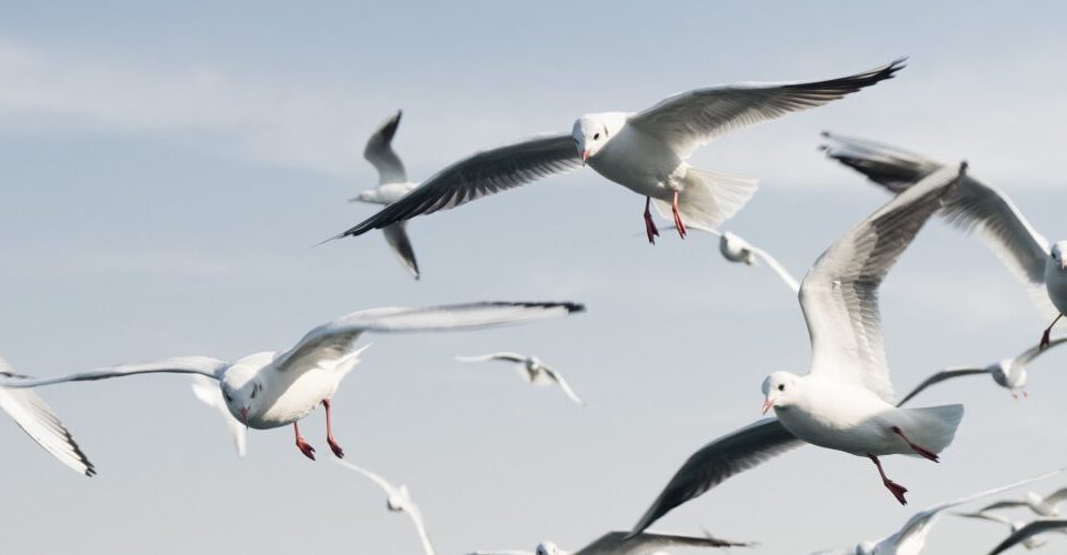 Wie fliegen Vögel?