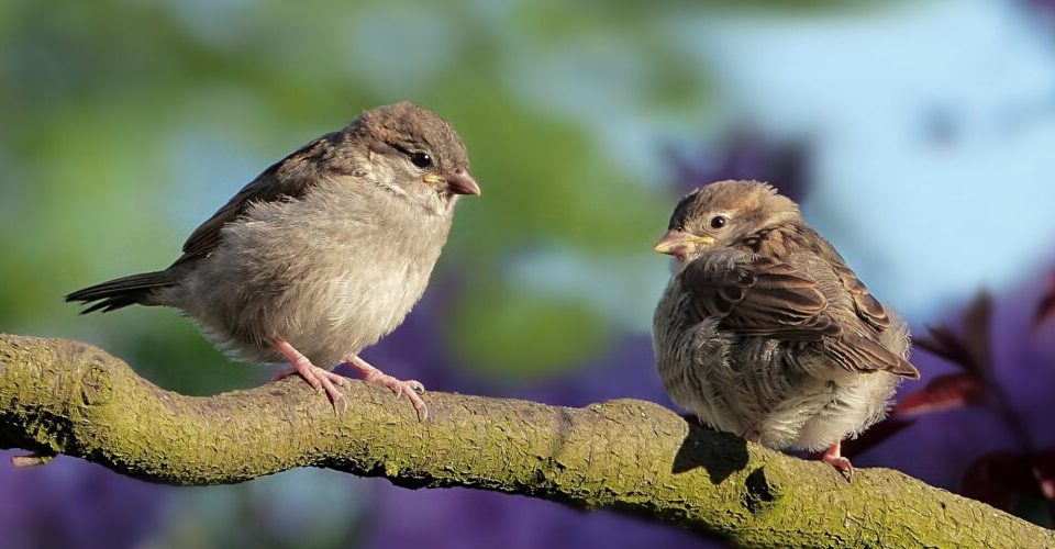 Wie hören Vögel?