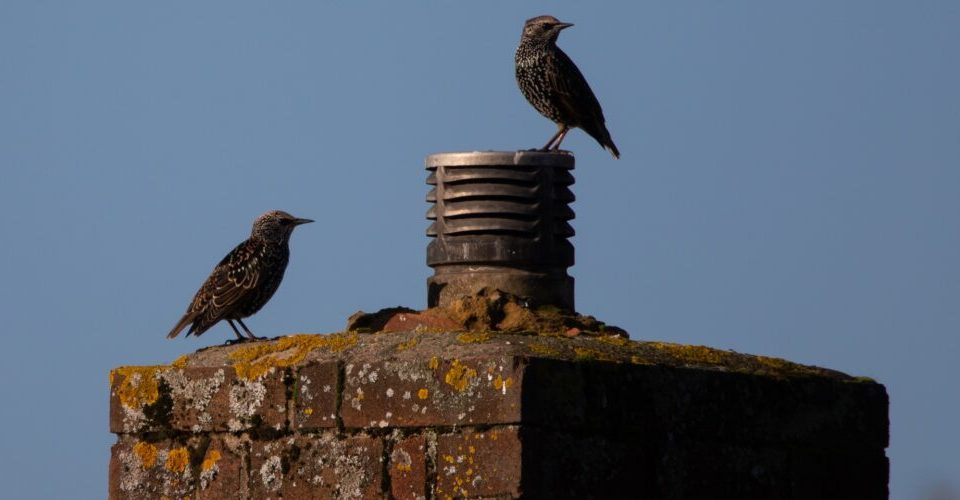 Vögel in der Stadt: Vogelbeobachtung