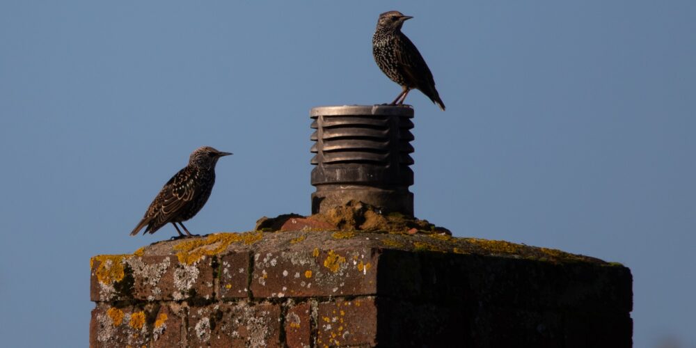 Vögel in der Stadt: Vogelbeobachtung