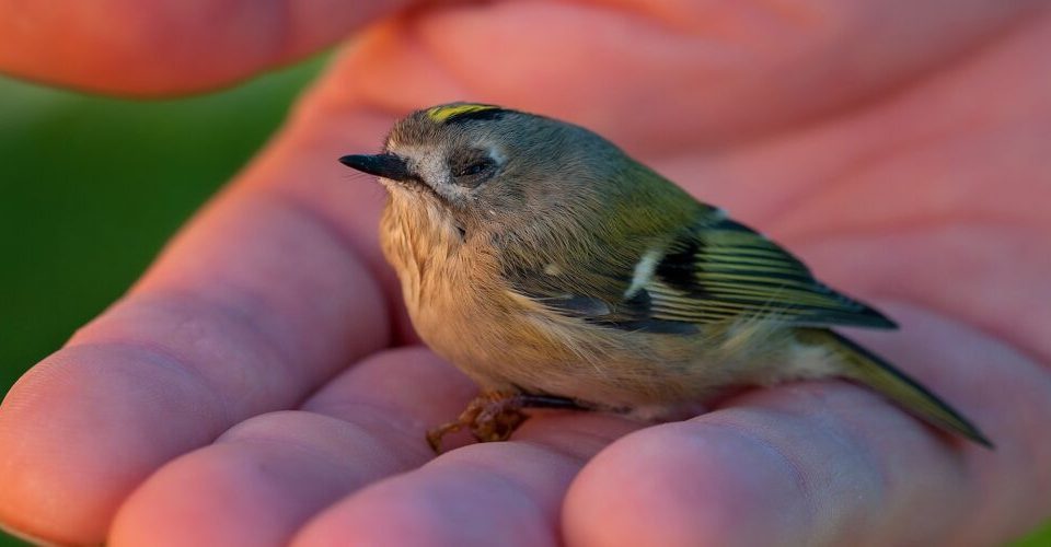 Verletzten Vogel gefunden? So findet ihr eine Vogelauffangstation