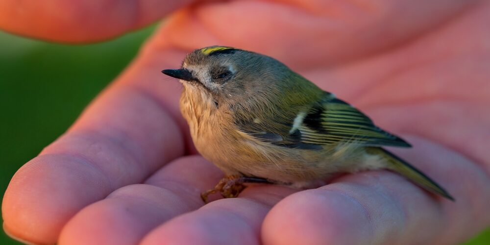 Verletzten Vogel gefunden? So findet ihr eine Vogelauffangstation