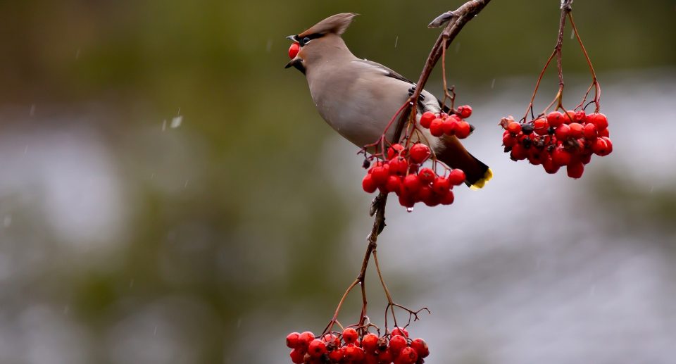 Der Seidenschwanz – exotischer Wintergast aus dem Norden