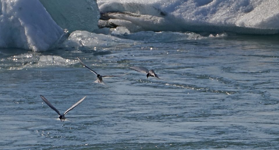 Das Bild zeigt Vögel bei einem Gletscher
