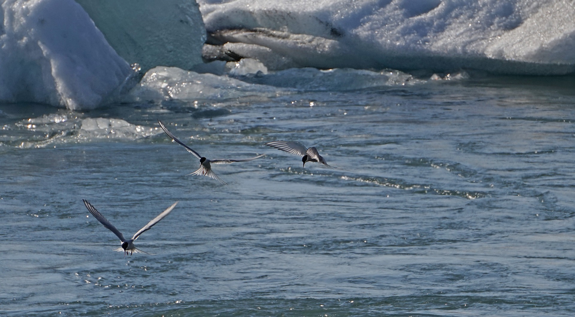 Arktische Vogelwelt in Spitzbergen