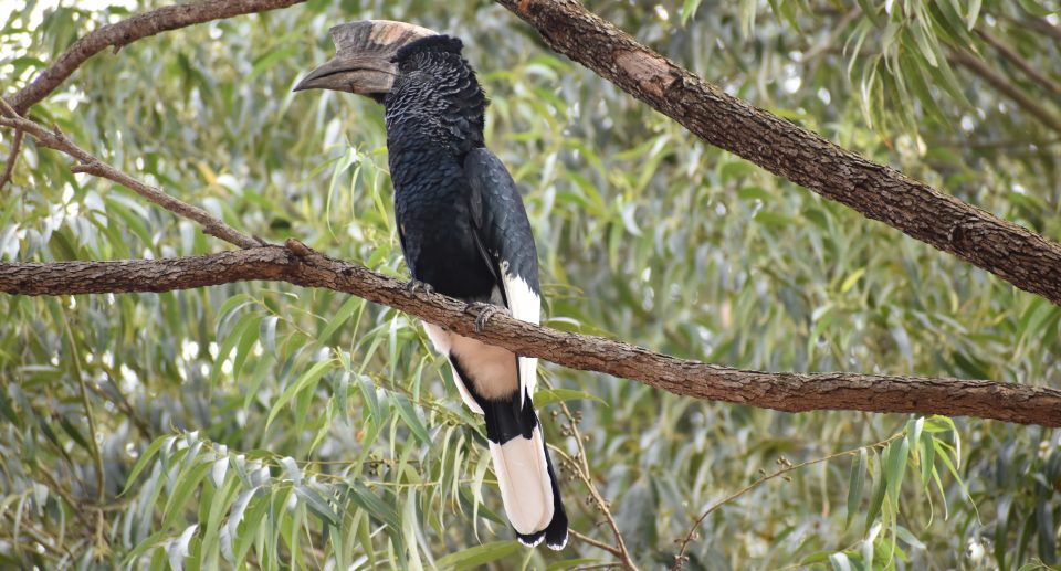 Die Vogelwelt in Nigeria