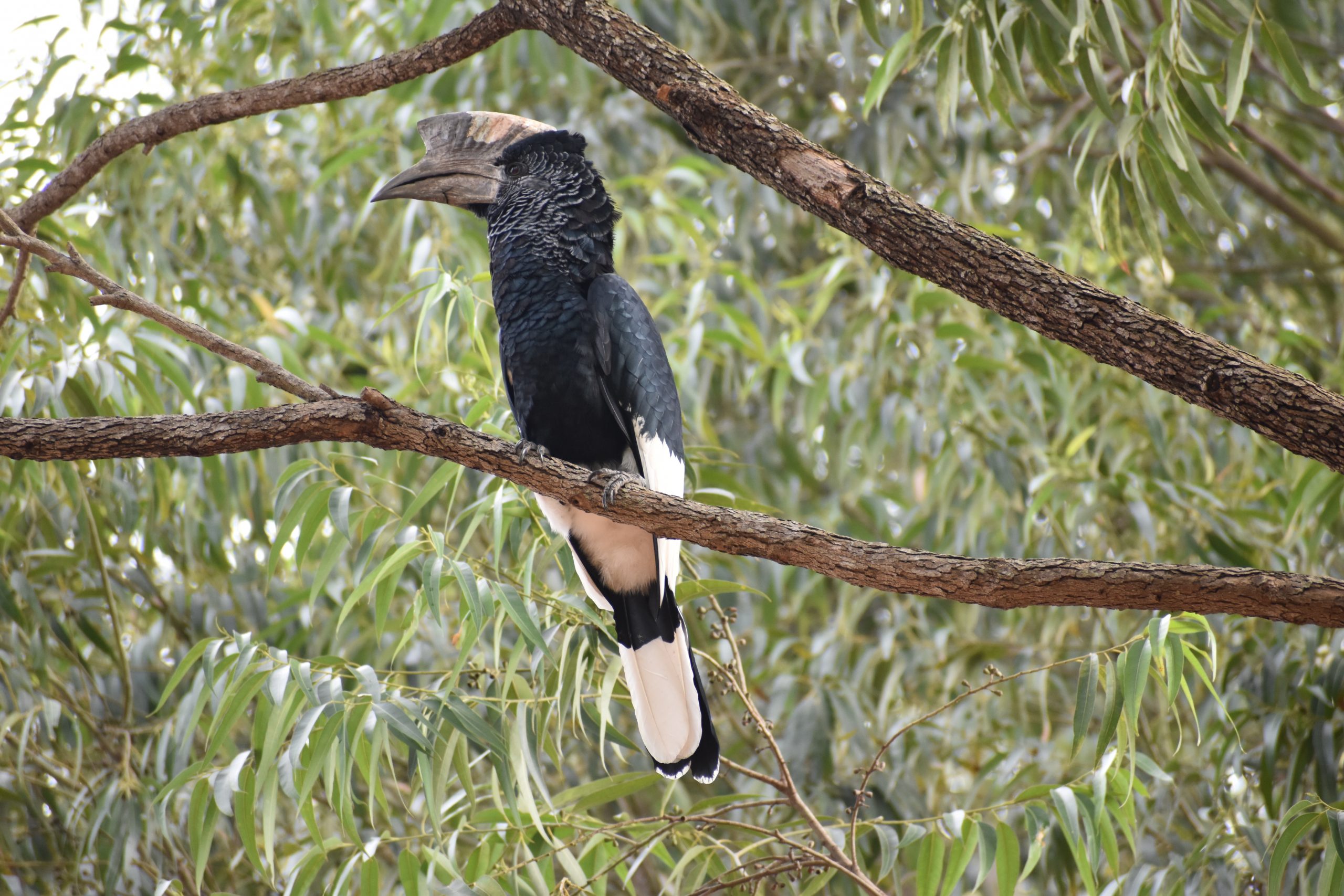 Die Vogelwelt in Nigeria