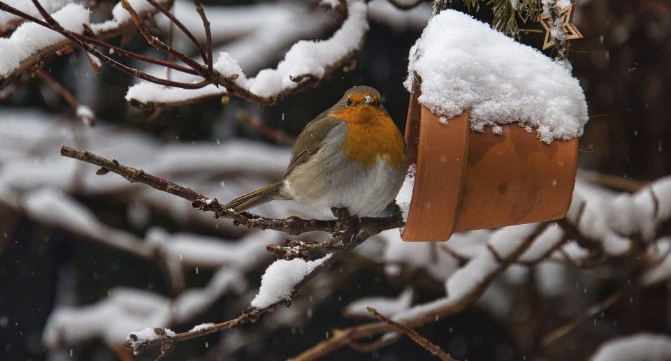 Den eigenen Garten im Winter vogelfreundlich gestalten