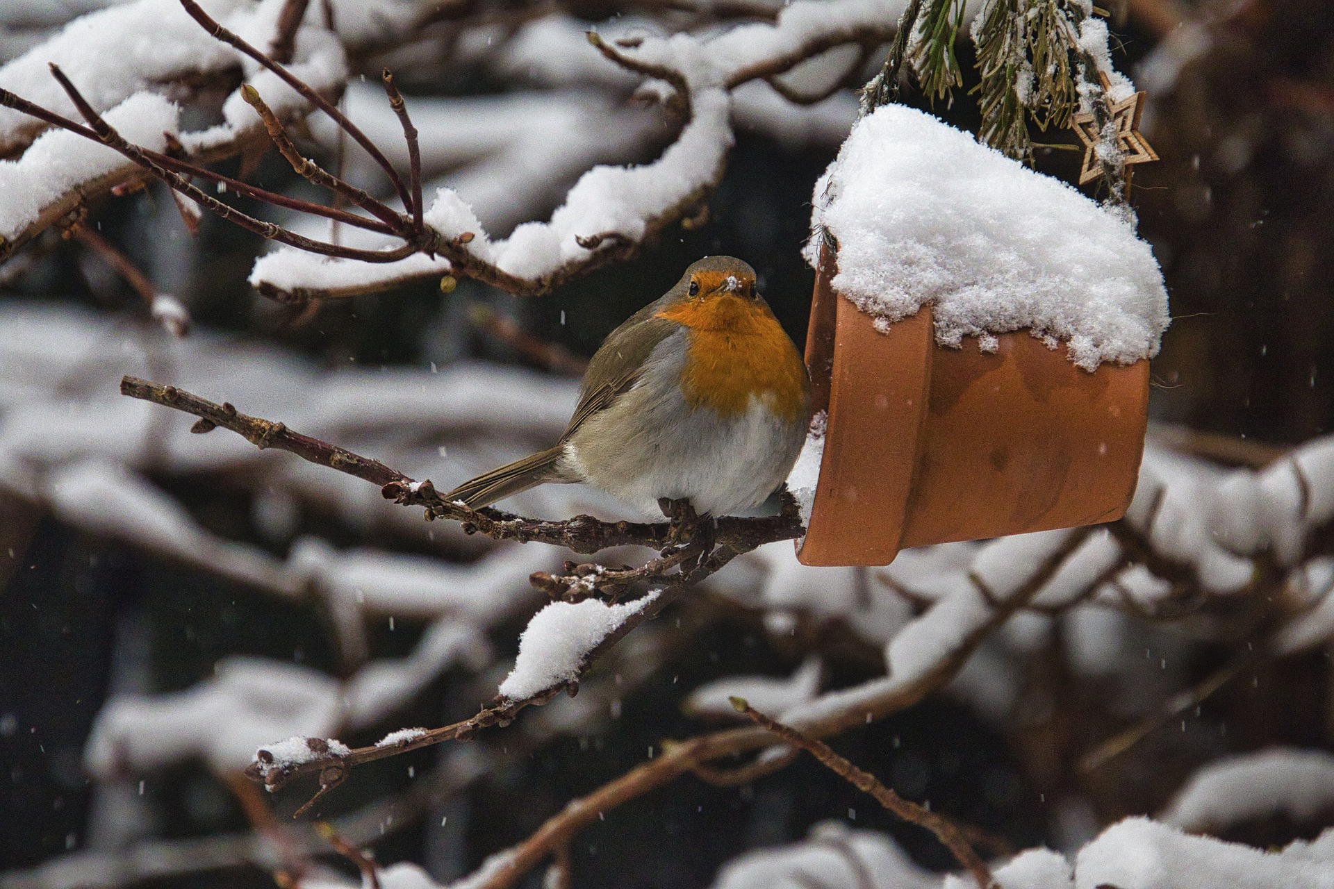 Den eigenen Garten im Winter vogelfreundlich gestalten