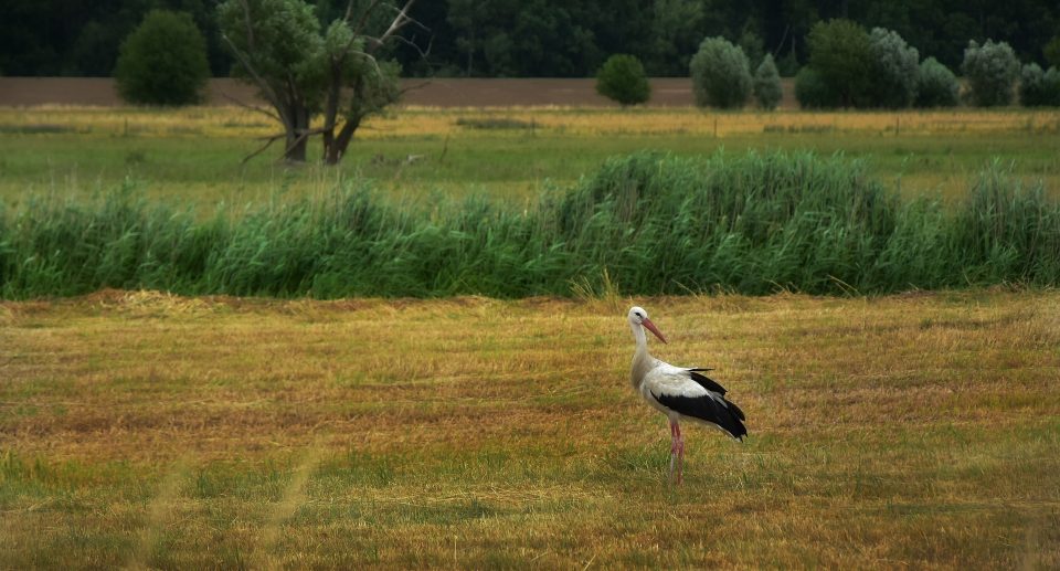 Die Weseraue – Abwechslungsreiches Vogelschutzgebiet