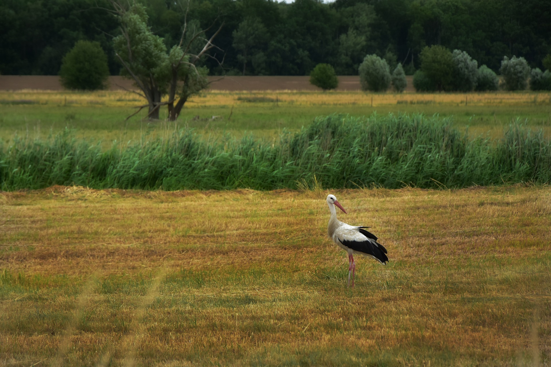 Die Weseraue – Abwechslungsreiches Vogelschutzgebiet