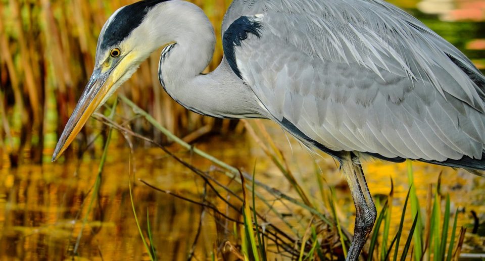 Der Sangweiher – Vogelschutzgebiet in einer einzigartigen Vulkanlandschaft