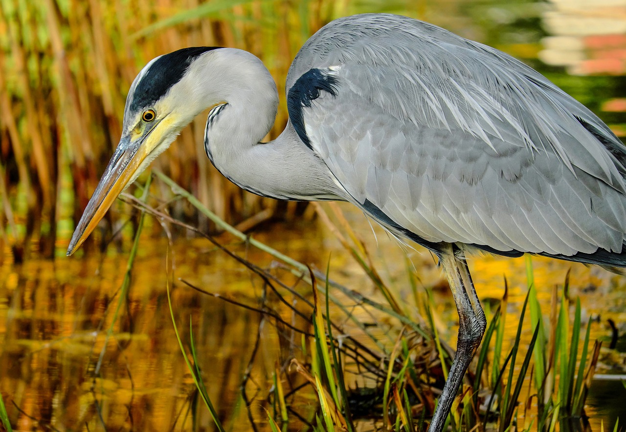 Der Sangweiher – Vogelschutzgebiet in einer einzigartigen Vulkanlandschaft