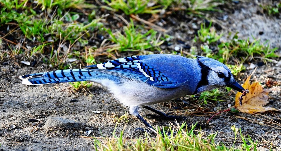 Der Blauhäher – himmelblauer Rabenvogel