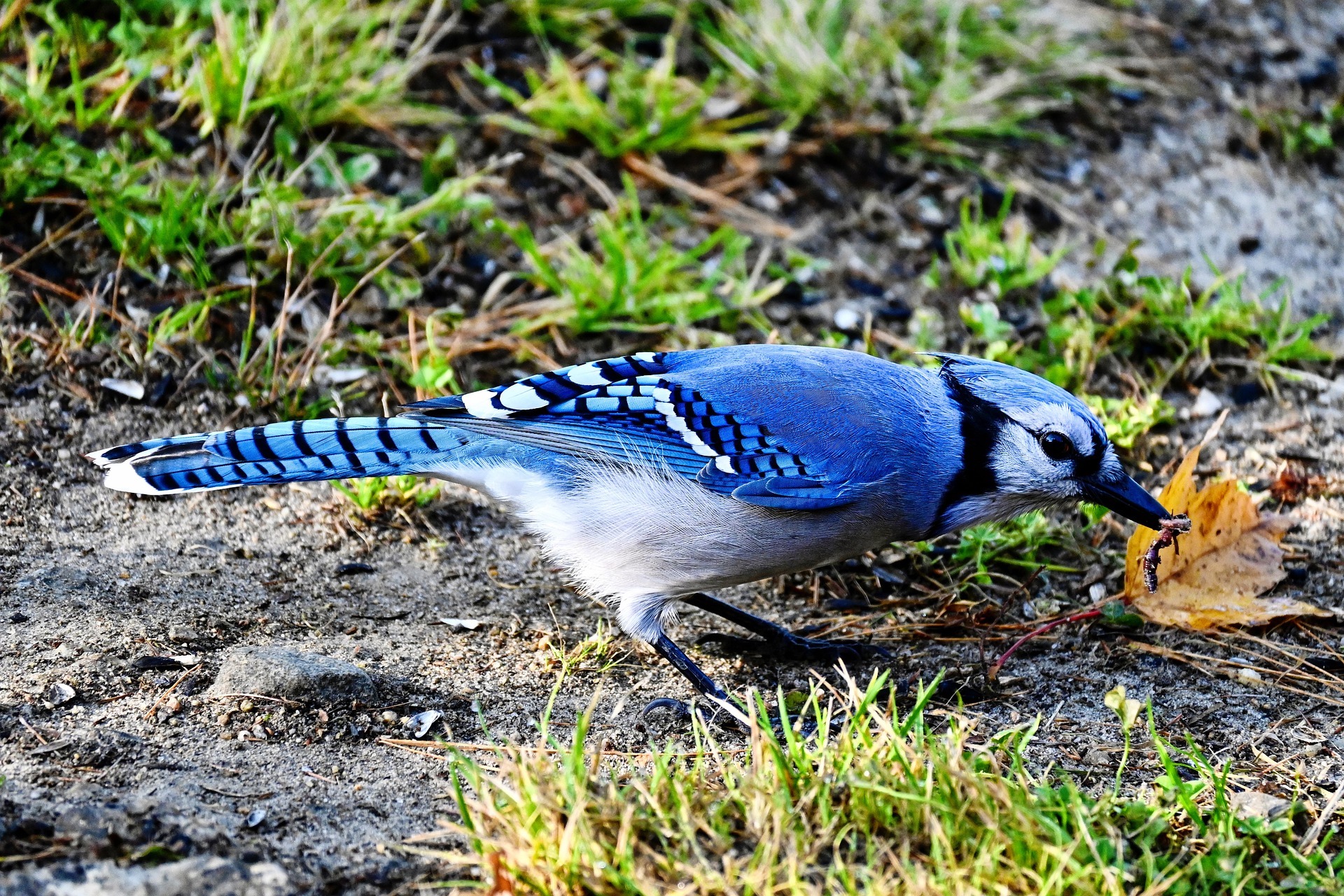 Der Blauhäher – himmelblauer Rabenvogel