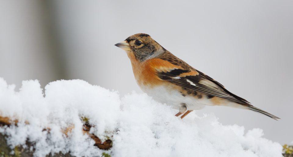 Auf einem mit schneebedeckten Ast sitz ein Bergfink