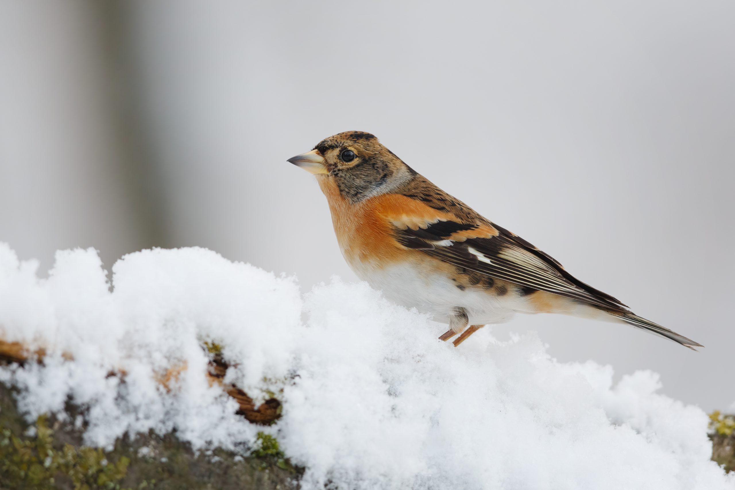 Der Bergfink – der gesellige Wintergast