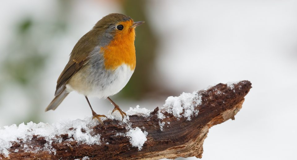 Rotkehlchen, der Weihnachtsvogel