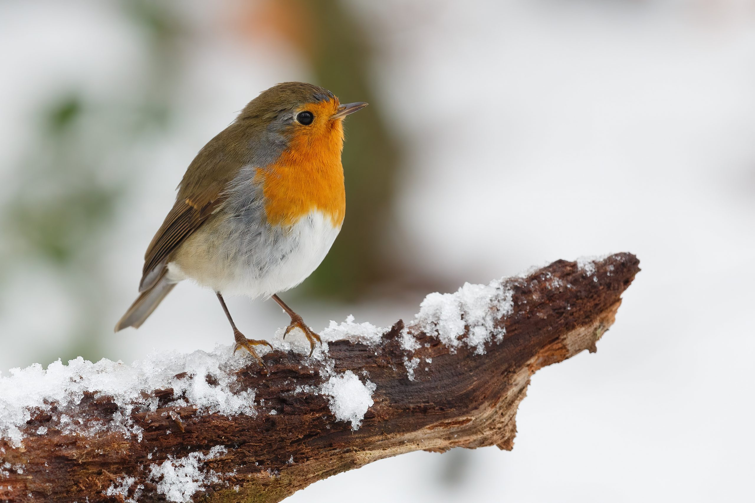 Rotkehlchen, der Weihnachtsvogel