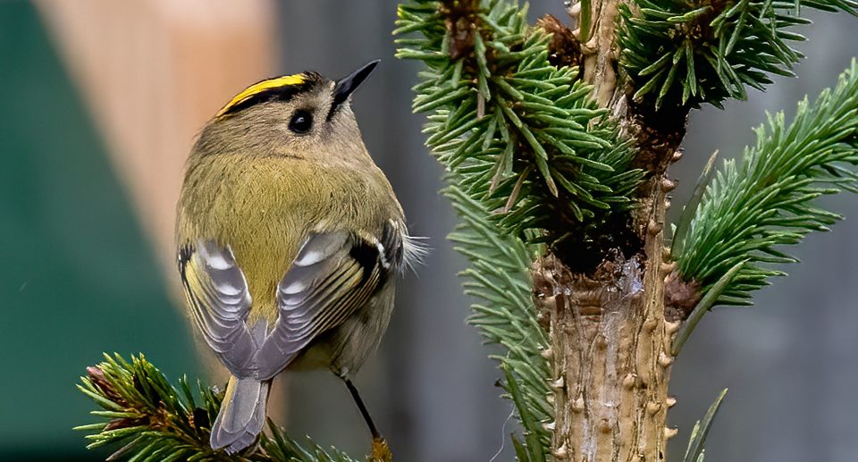 Ein Wintergoldhähnchen sitzt auf einem Tannenzweig.